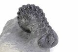 Detailed Austerops Trilobite - Ofaten, Morocco #359609-1